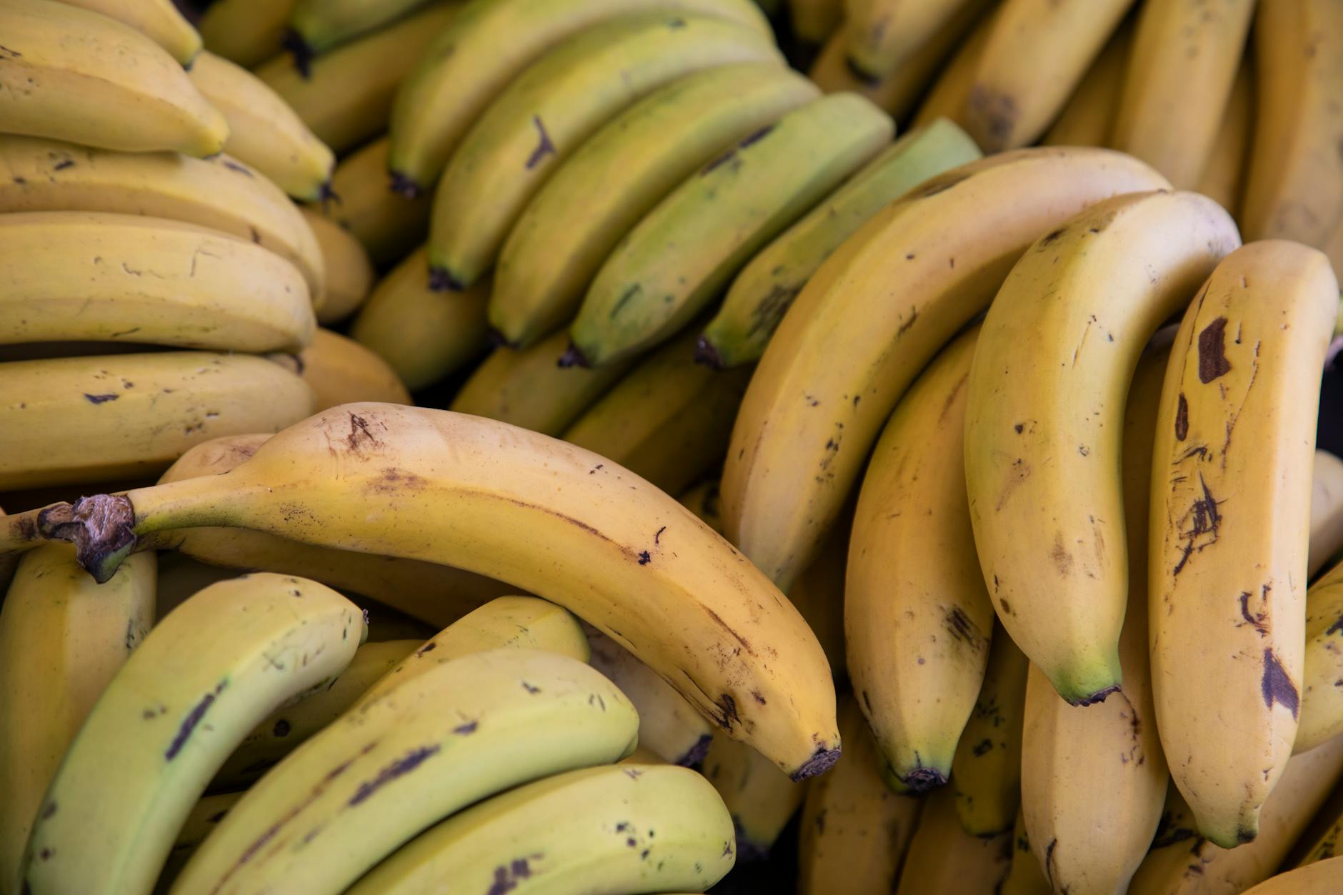 Are Bananas Toxic to Cats or Safe to Feed?