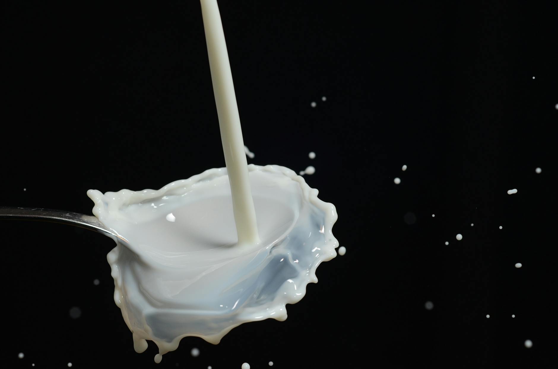Are Cats Lactose Intolerant - Featured image