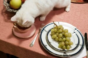 Are Grapes Toxic to Cats - Featured image