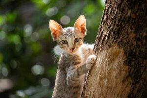 Are Tomatoes Safe for Cats to Eat - Featured image