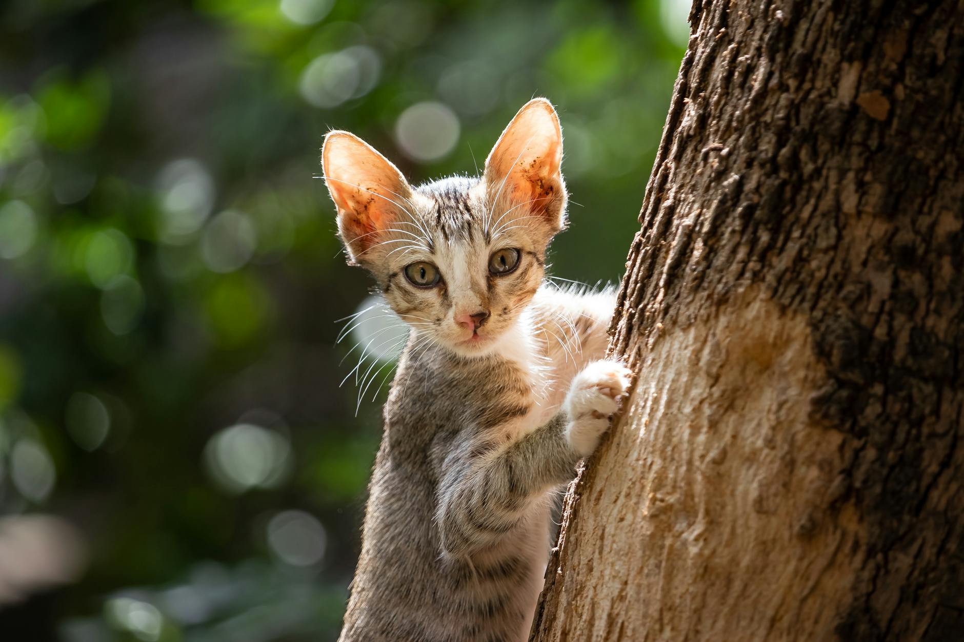 Are Tomatoes Safe for Cats to Eat - Featured image