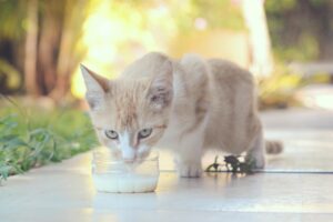 Can Cats Drink Milk Safely - Featured image