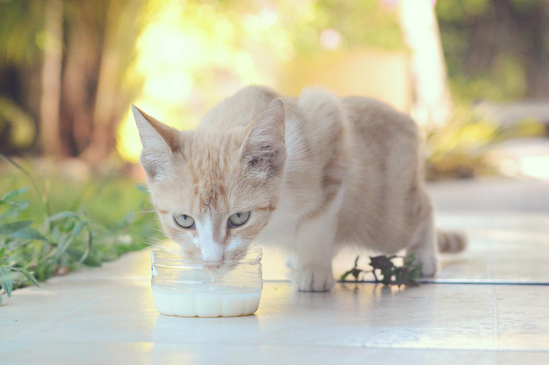 Can Cats Drink Milk Safely - Featured image