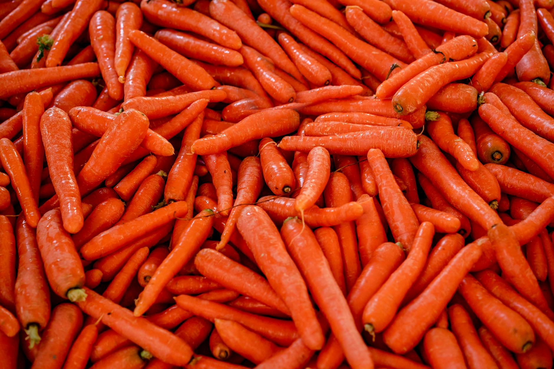 Can Cats Eat Carrots Safely - Featured image