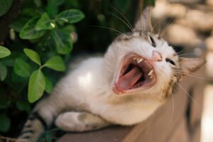 Can Cats Eat Catnip Every Day - Featured image