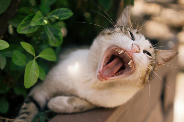 Can Cats Eat Catnip Every Day - Featured image