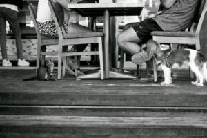 Can Cats Eat Dog Food Safely - Featured image