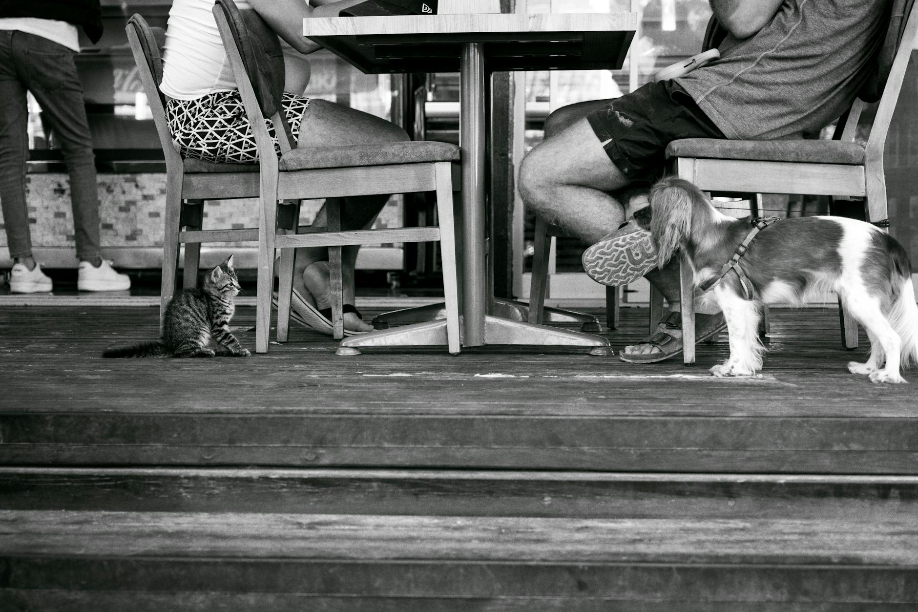 Can Cats Eat Dog Food Safely - Featured image