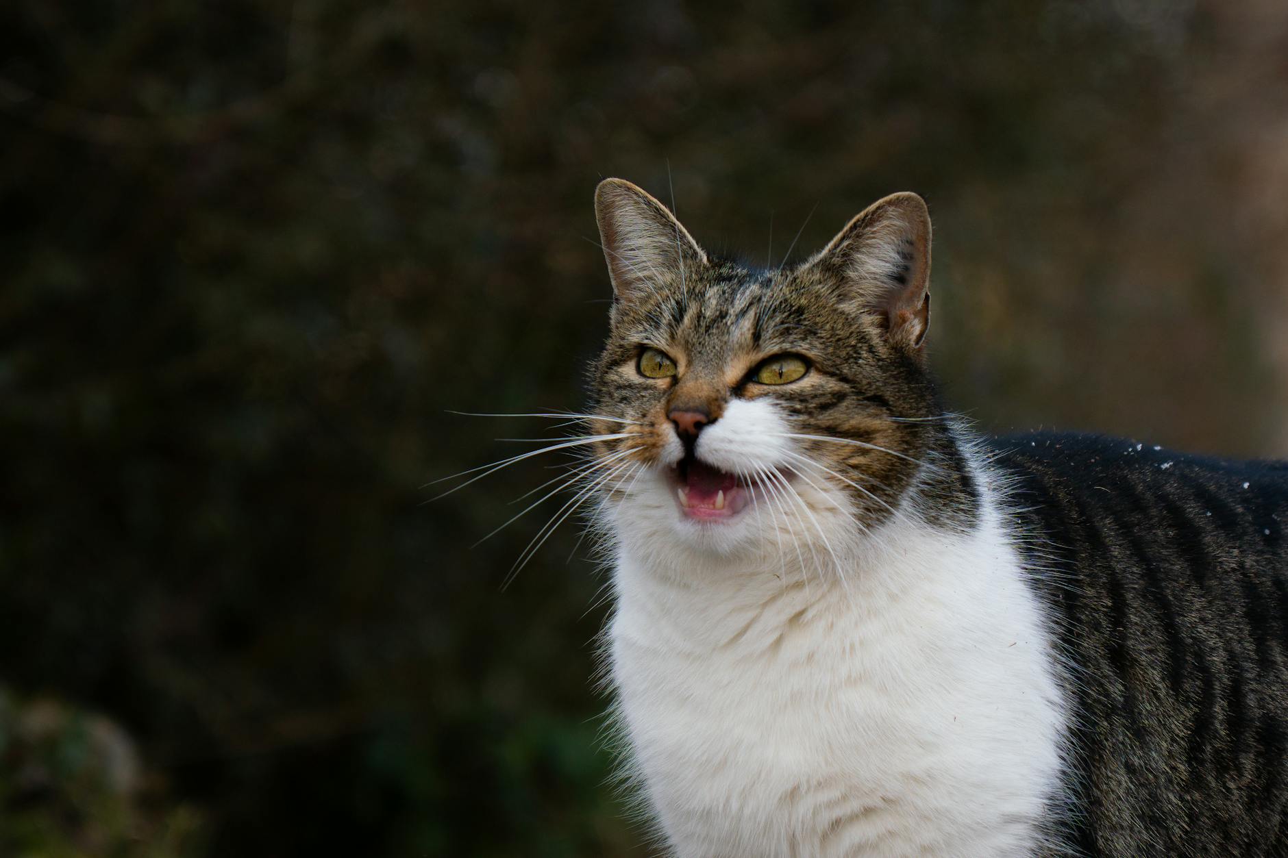 Can Cats Eat Salmon Skin and Bones?