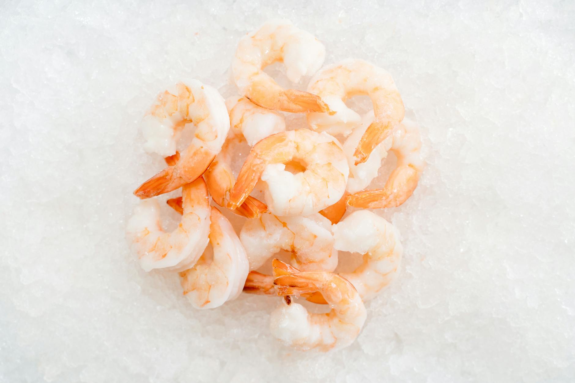 Can Cats Eat Shrimp Safely - Featured image