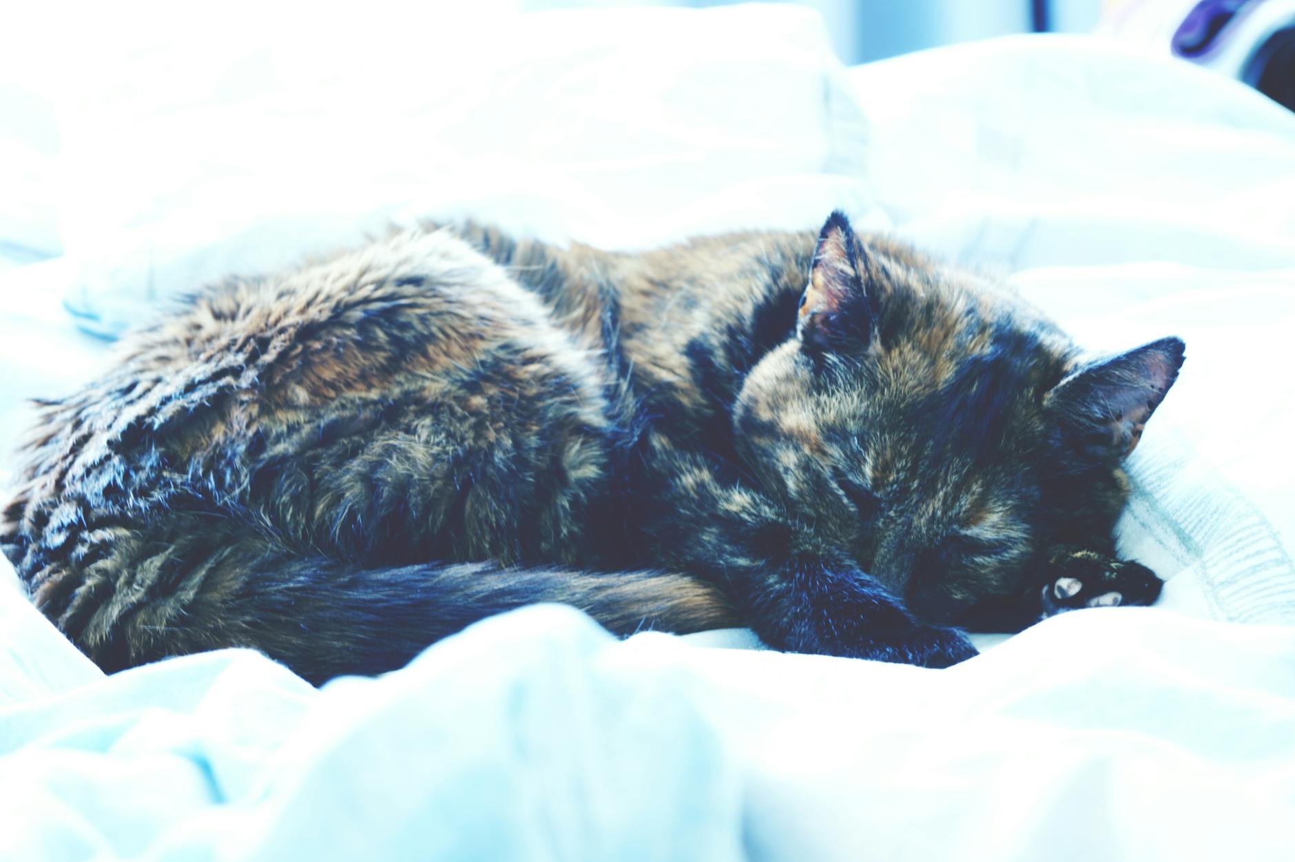 Can Cats Safely Digest Pasta and Wheat Products?