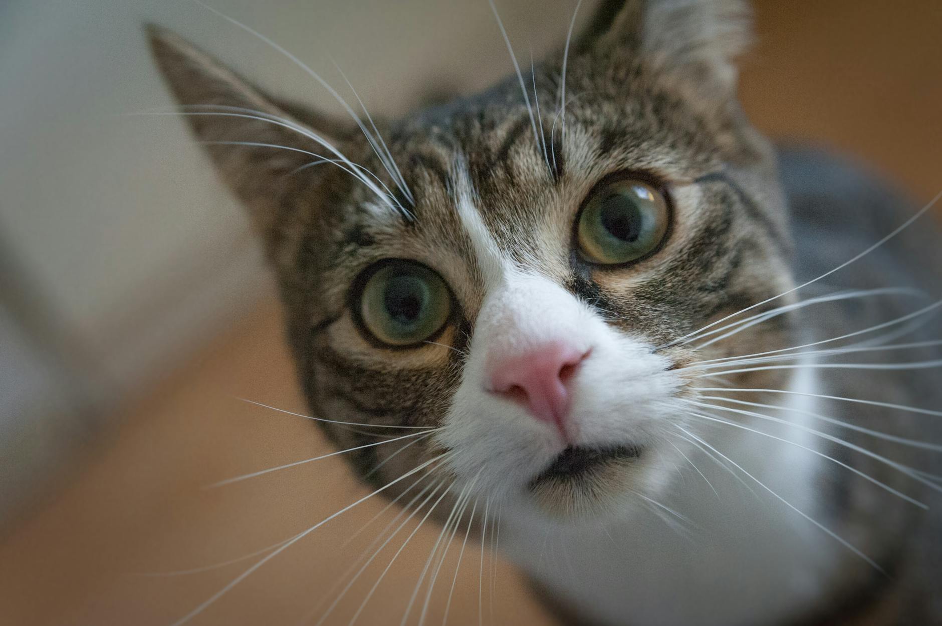 Can Churus Create Picky Eating Habits in Cats?