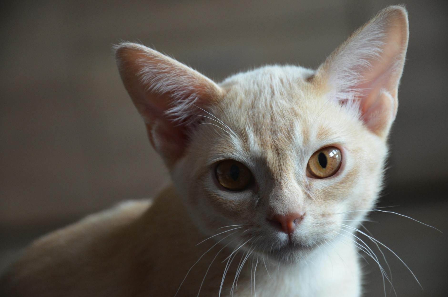 Can Kittens Drink Cow's Milk as a Substitute?
