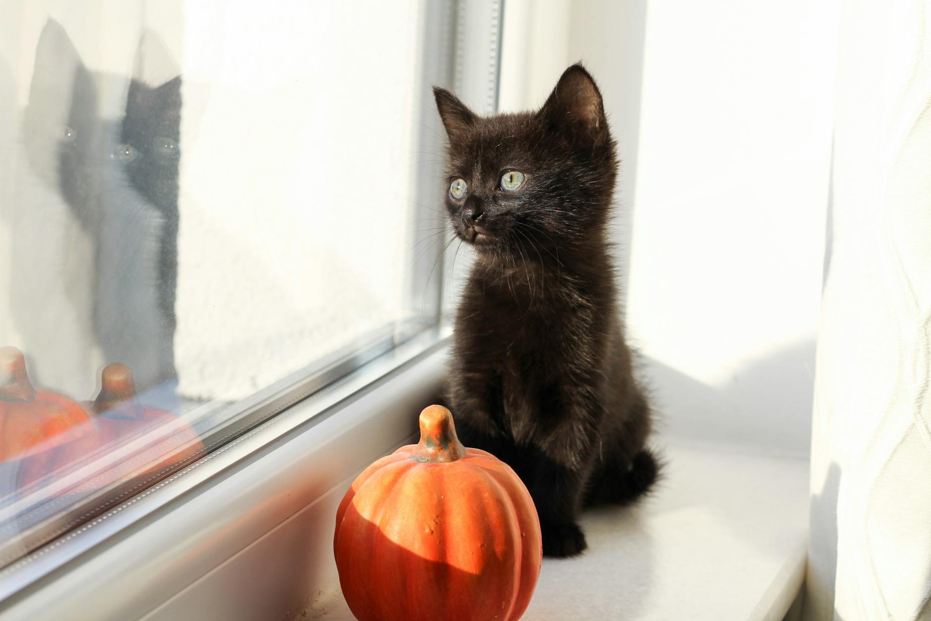 Can Pumpkin Seeds Be Given to Cats?