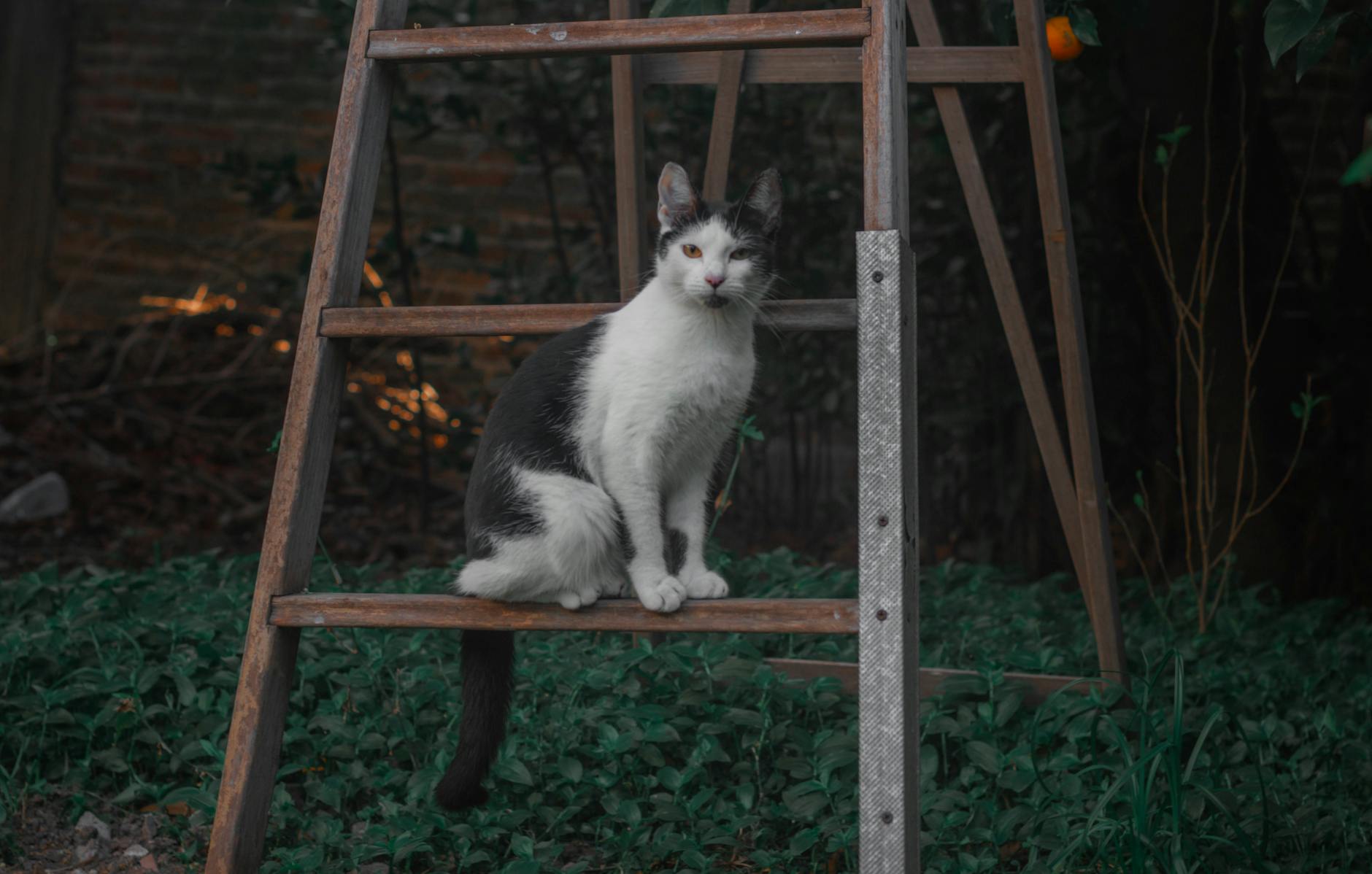 Cat Food Containing Tuna: A Safer Alternative