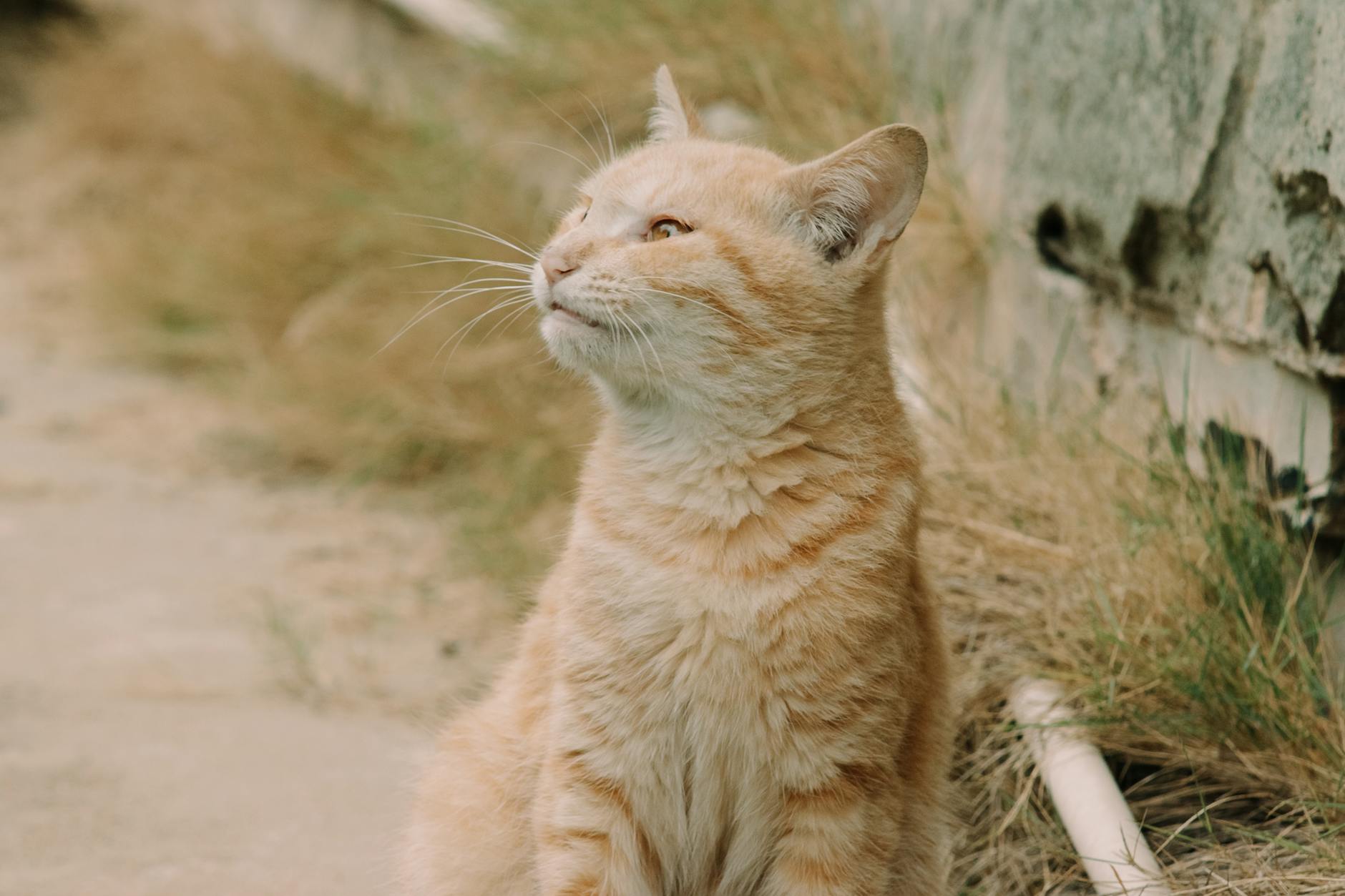 Common Problems From Feeding Cats Cheese Regularly