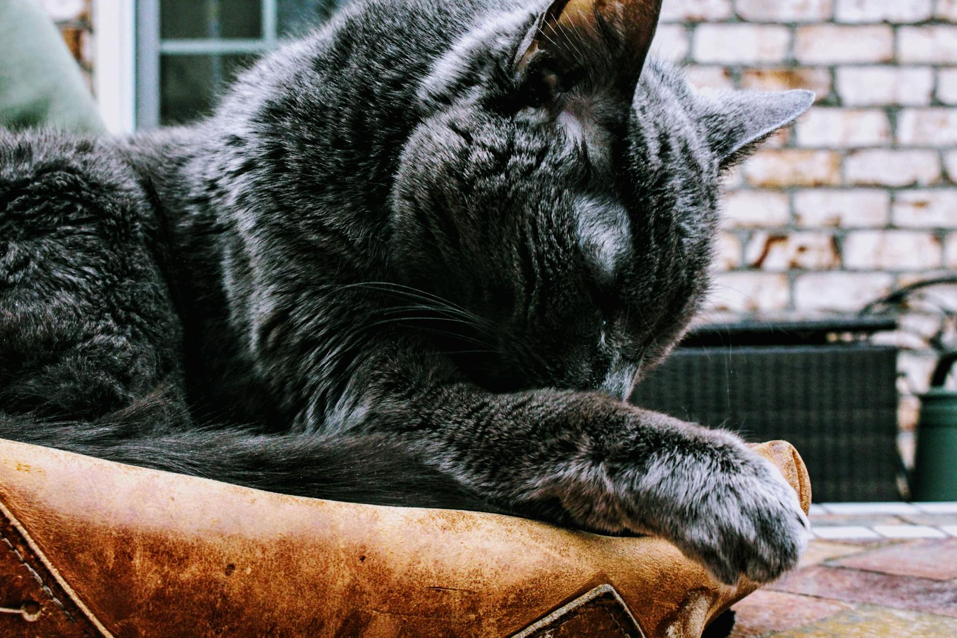Do Cats on Raw Diets Really Have Better Dental Health?