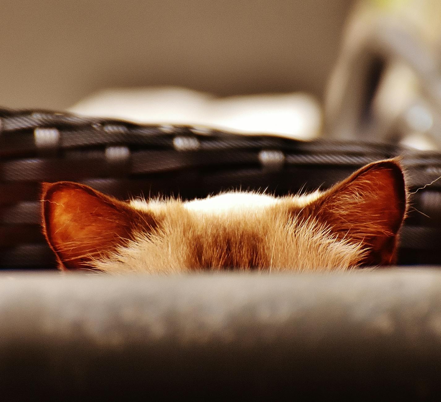 Hidden Sources of Garlic in Cat Food and Treats