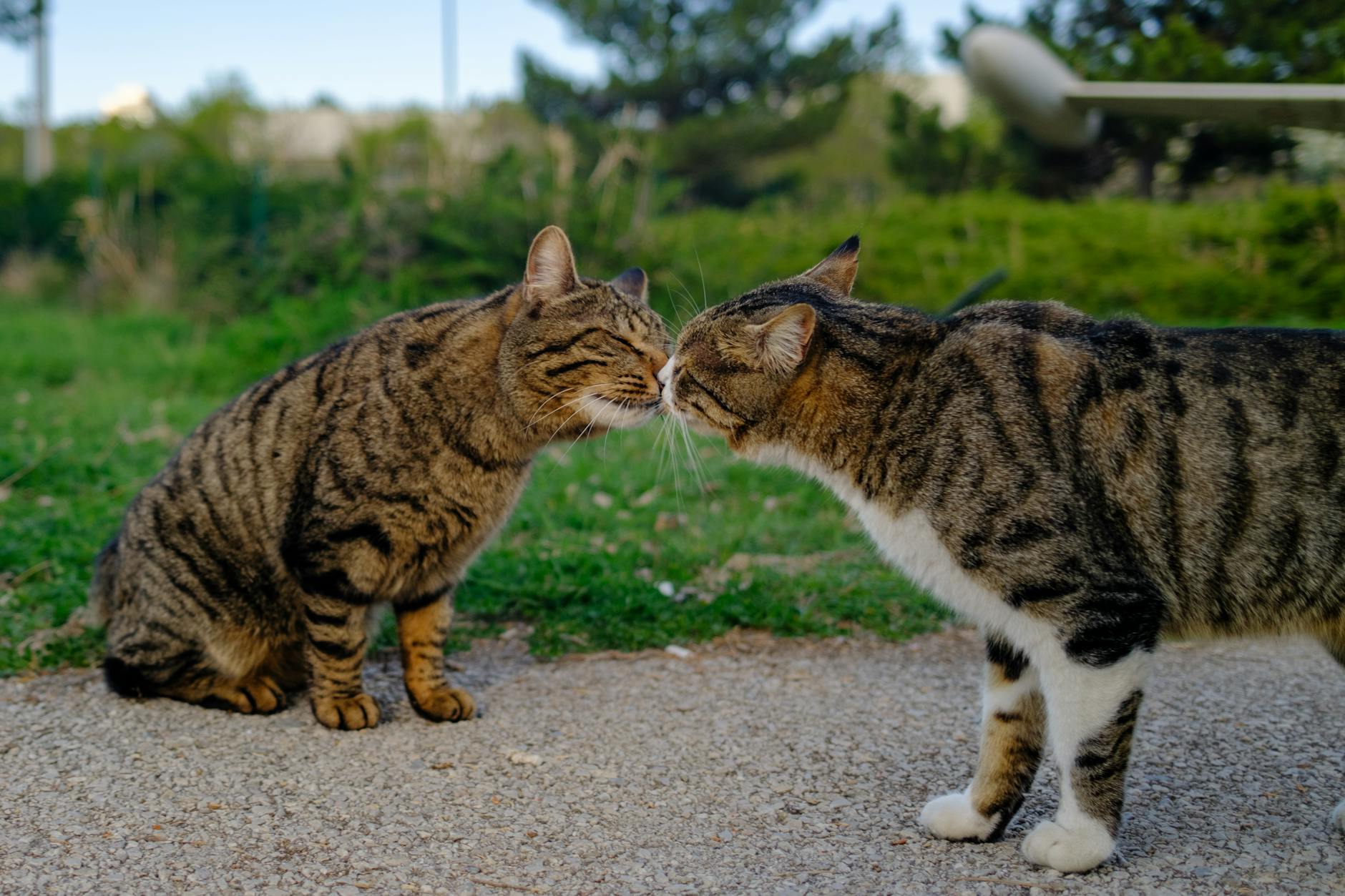 How Churus Affect Cat Behavior and the Human-Cat Bond