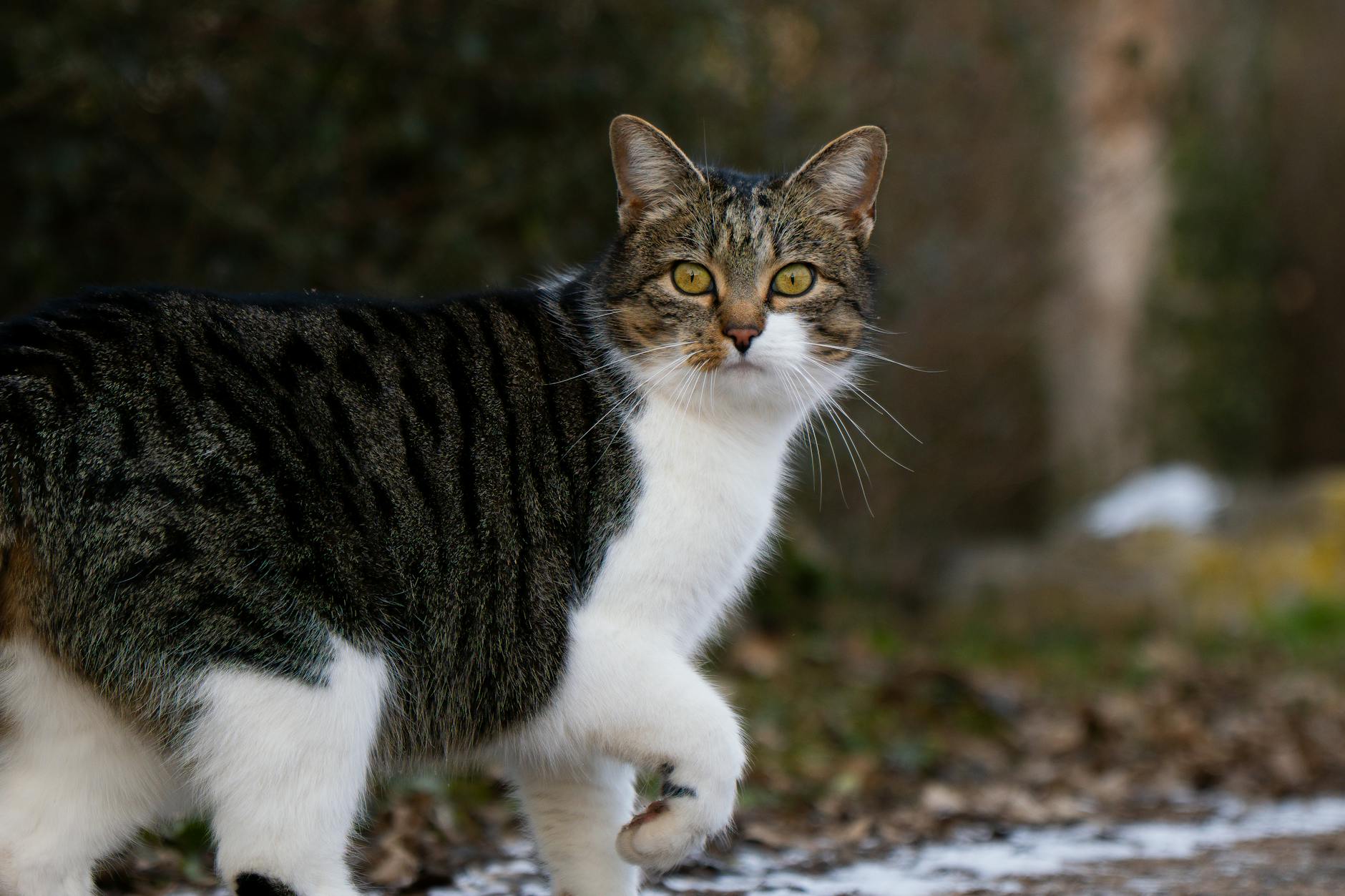 How Sweet Potatoes Differ From Regular Potatoes for Cats
