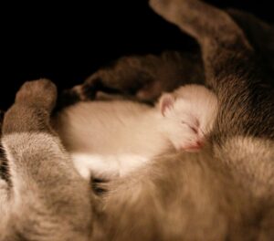Is Baby Food Safe for Cats to Eat - Featured image