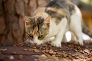 Is It Safe for Cats to Eat Cheese Every Day - Featured image