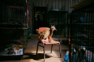 Is It Safe for Cats to Eat Human Food Regularly - Featured image