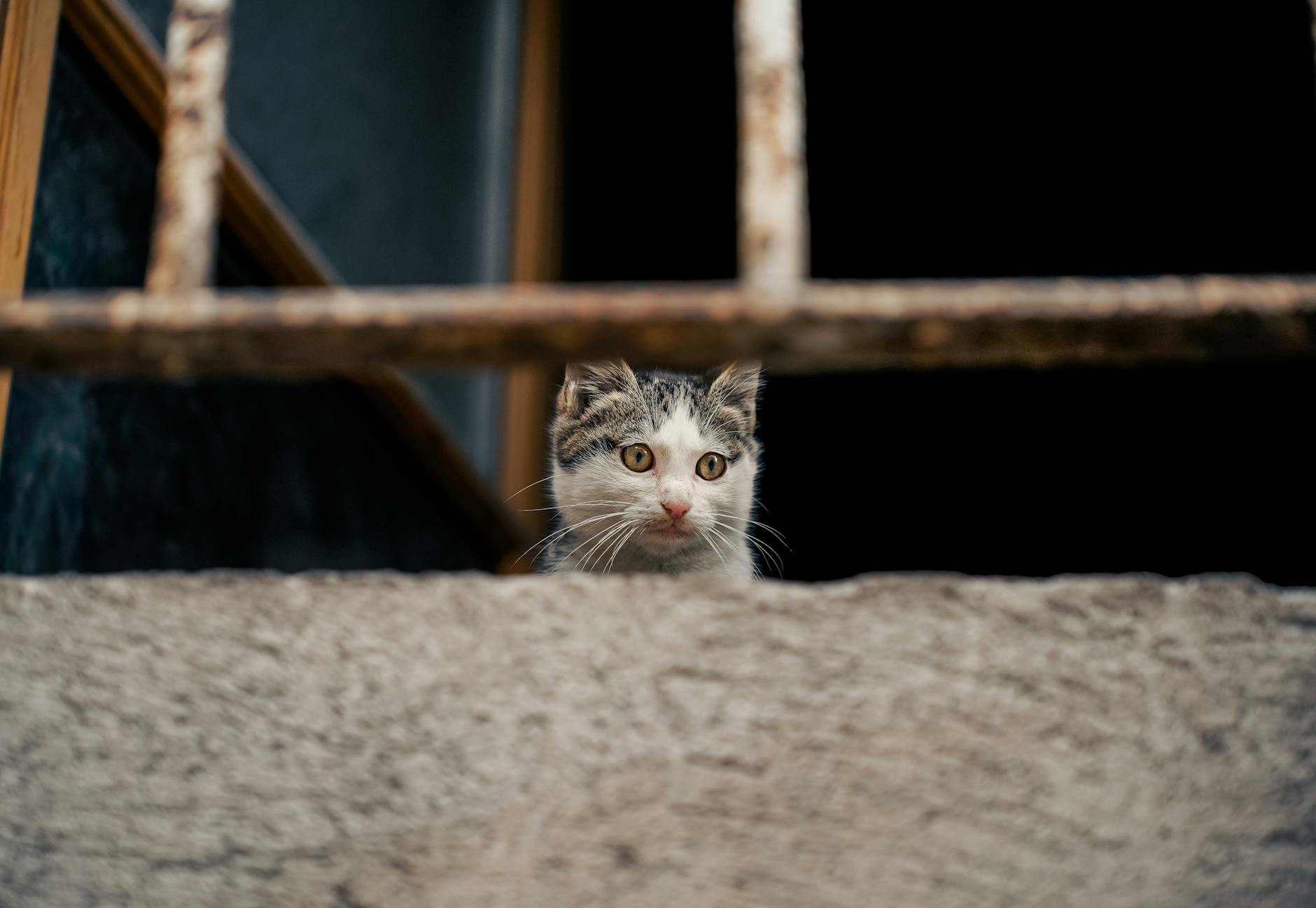 Is It Safe for Cats to Eat Mozzarella Cheese - Featured image