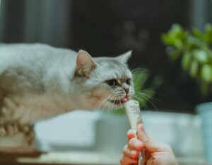 Is It Safe for Cats to Eat Soft Cheese - Featured image