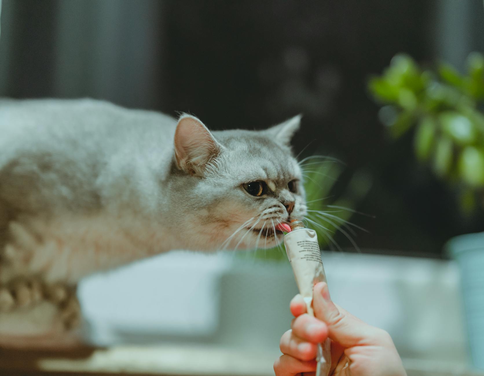 Is It Safe for Cats to Eat Soft Cheese - Featured image