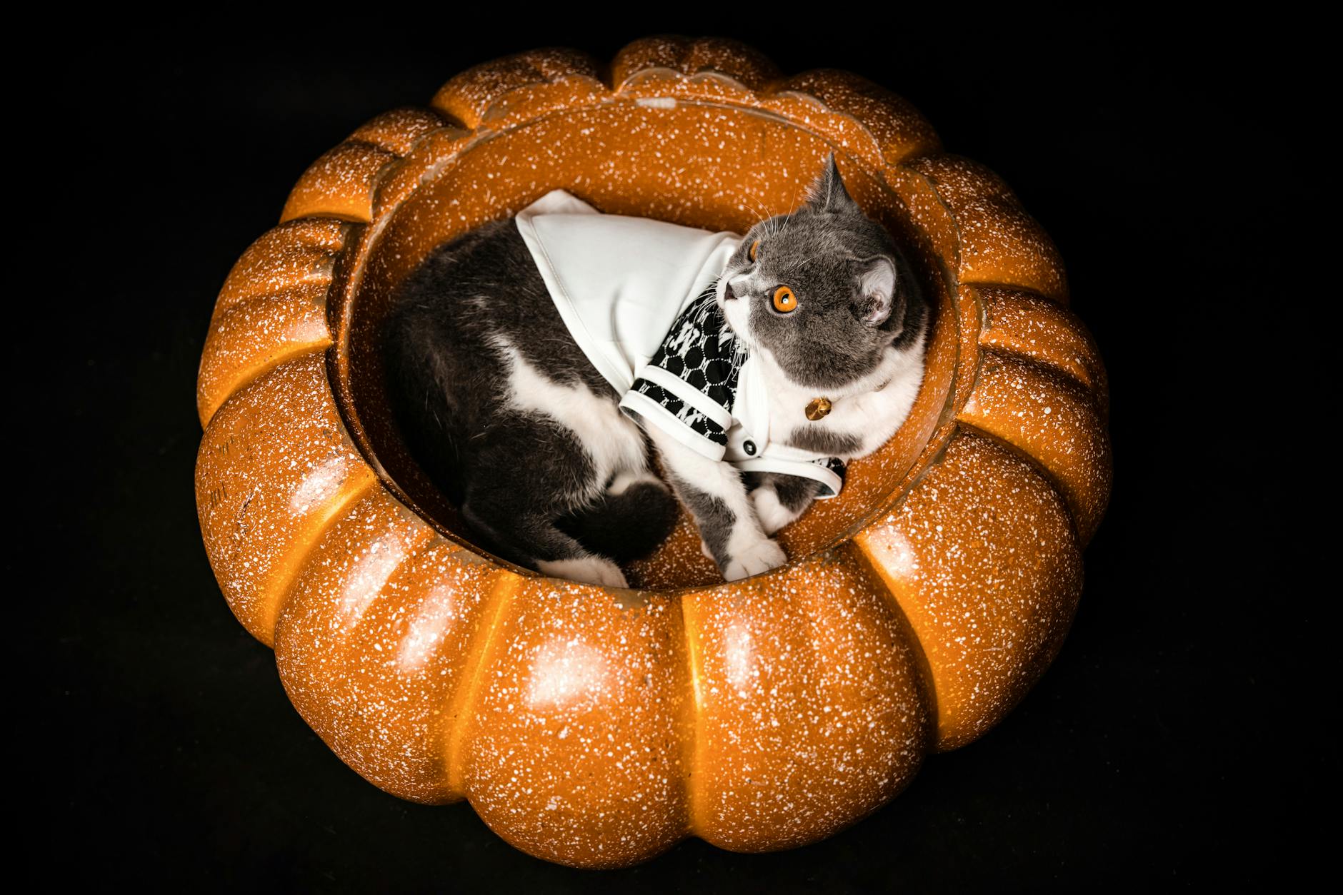 Is Pumpkin Good or Bad for Cats - Featured image