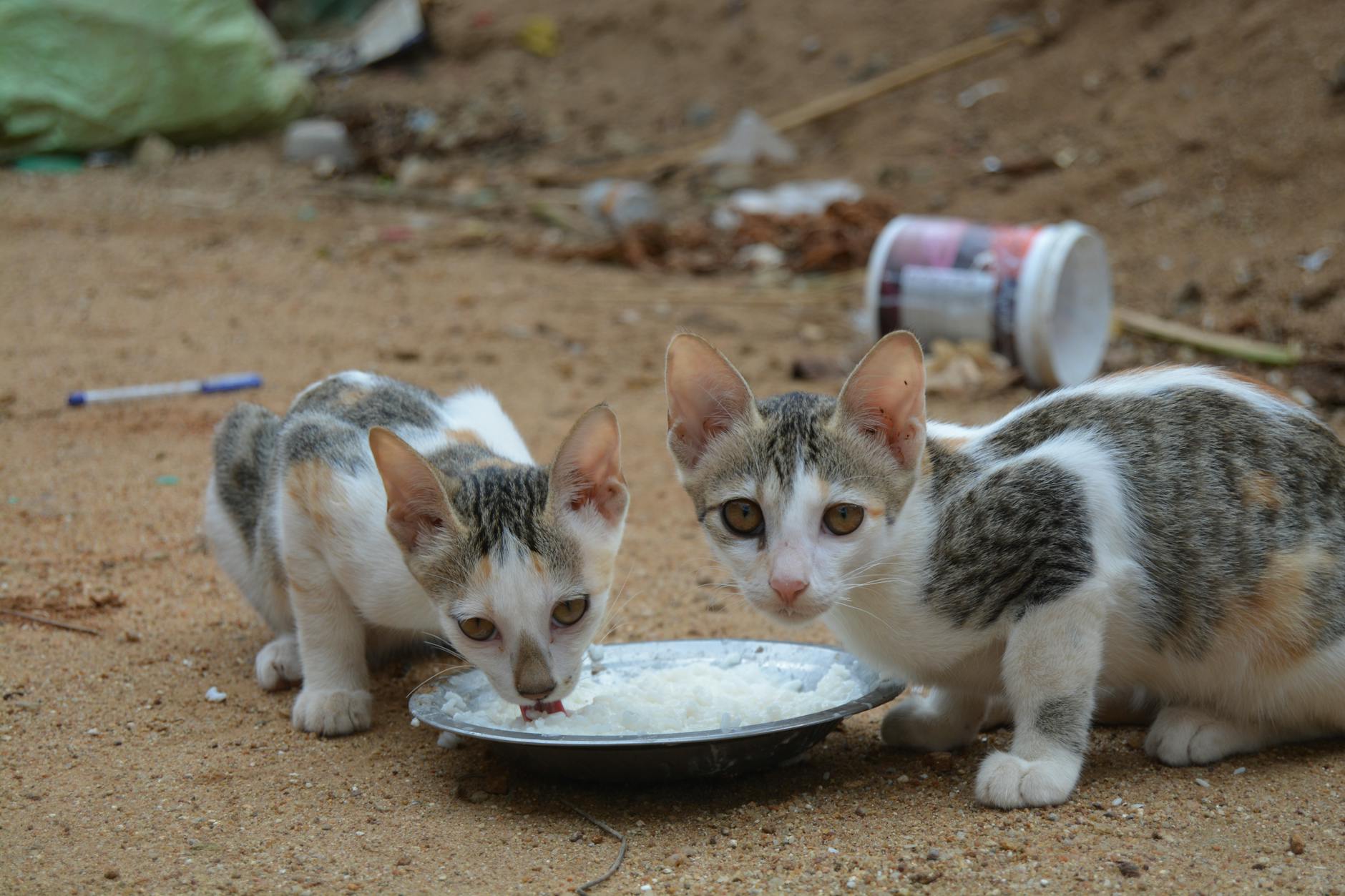 Other Foods That Pose Similar Risks to Cats