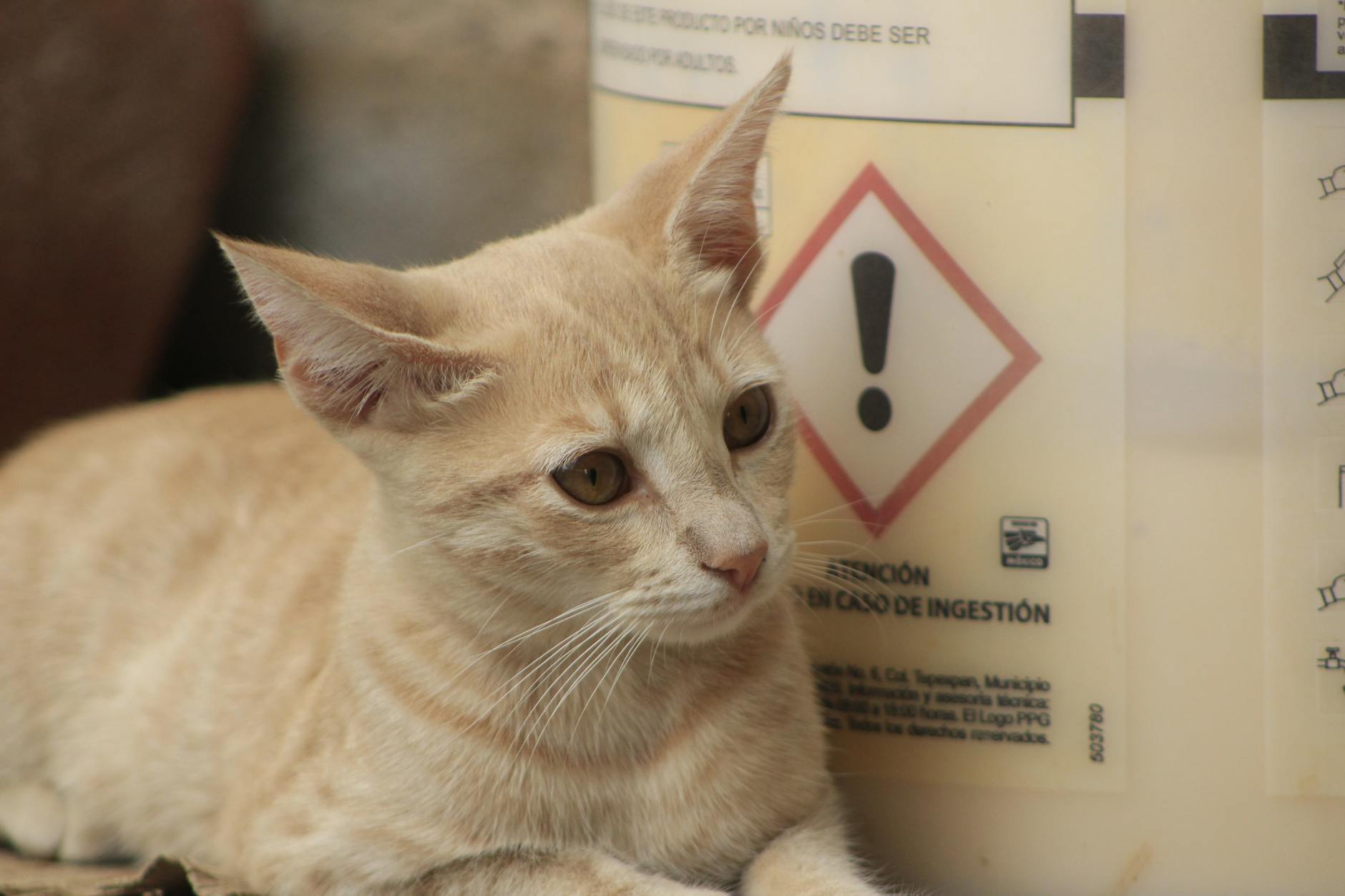Signs of Strawberry Overconsumption in Cats