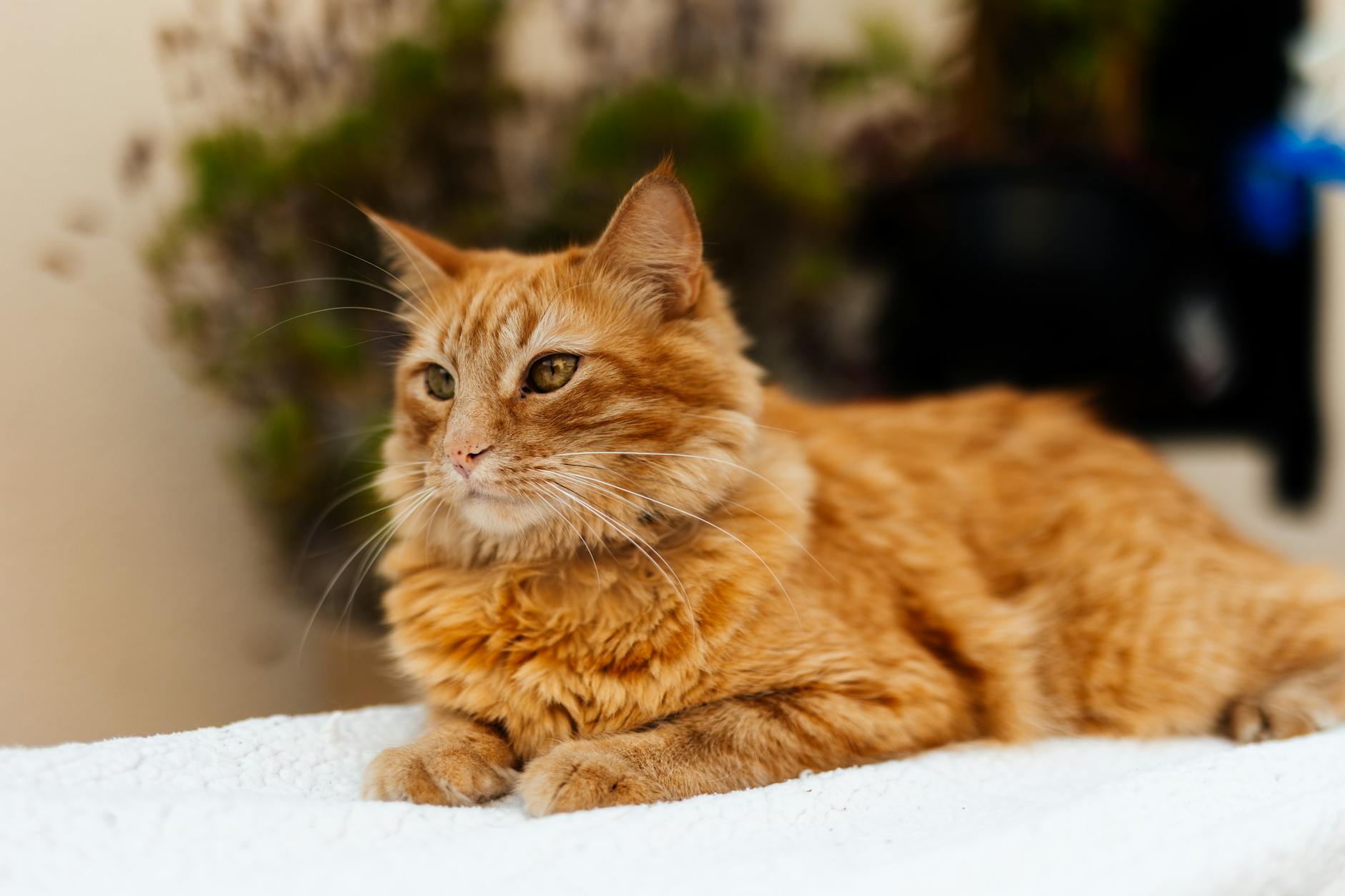 Signs Your Cat Cannot Tolerate Greek Yogurt