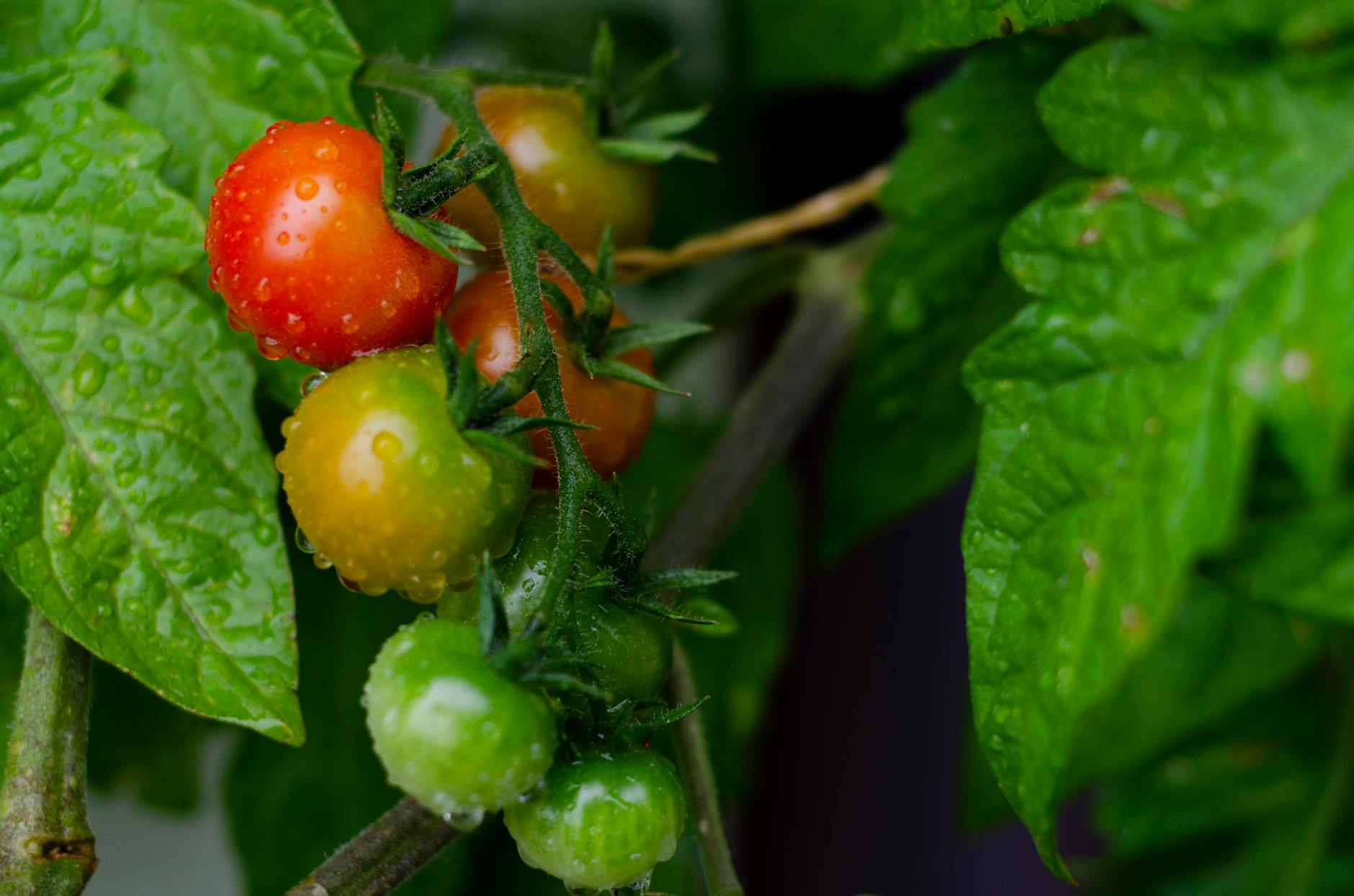 Symptoms of Tomato Plant Poisoning in Cats