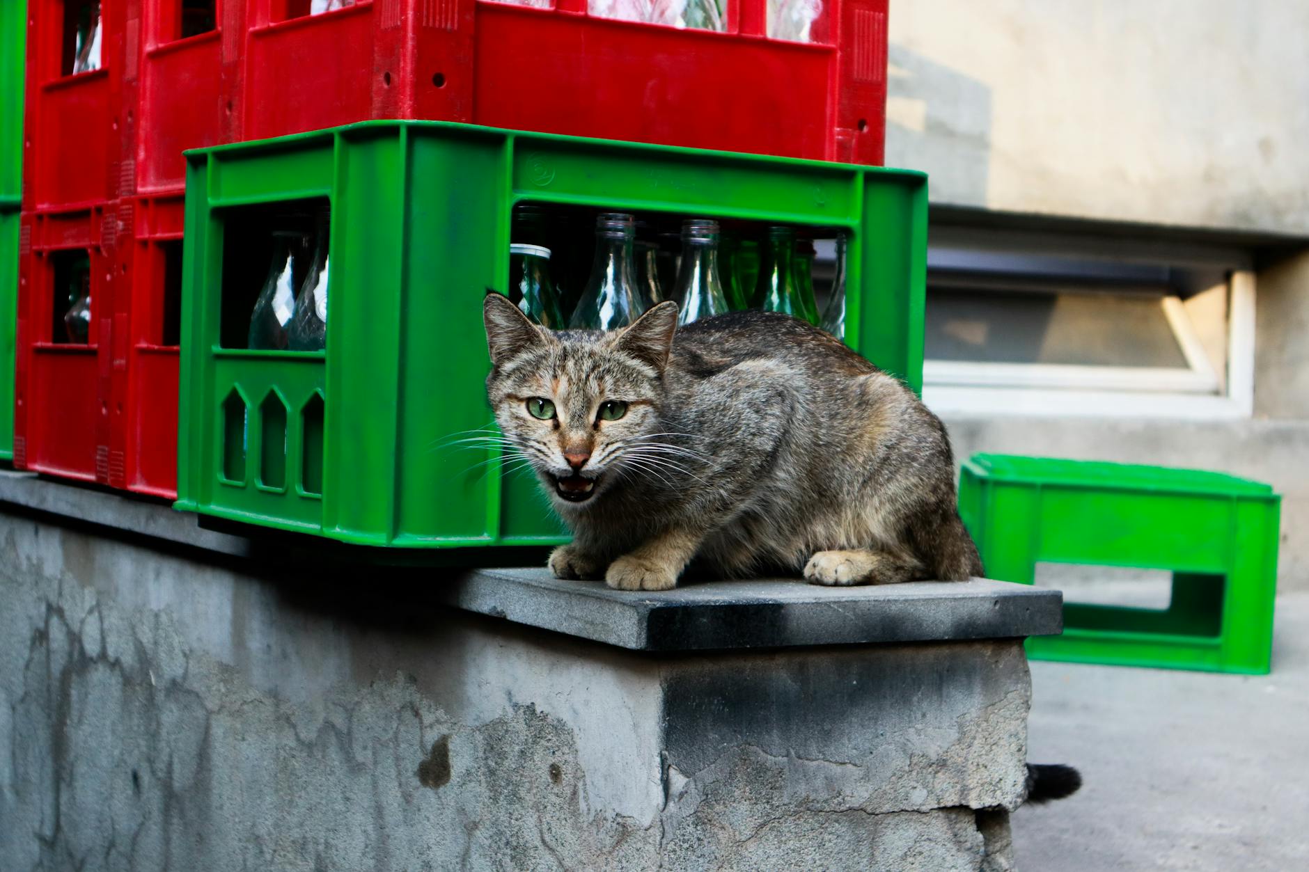 What Are the Potential Benefits and Risks of Giving Cats Yogurt?