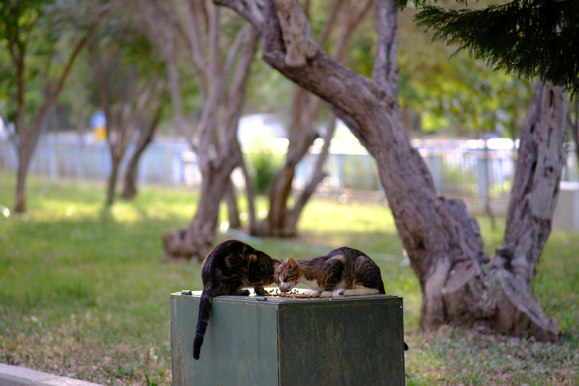 What Happens If a Cat Eats Too Much Catnip?