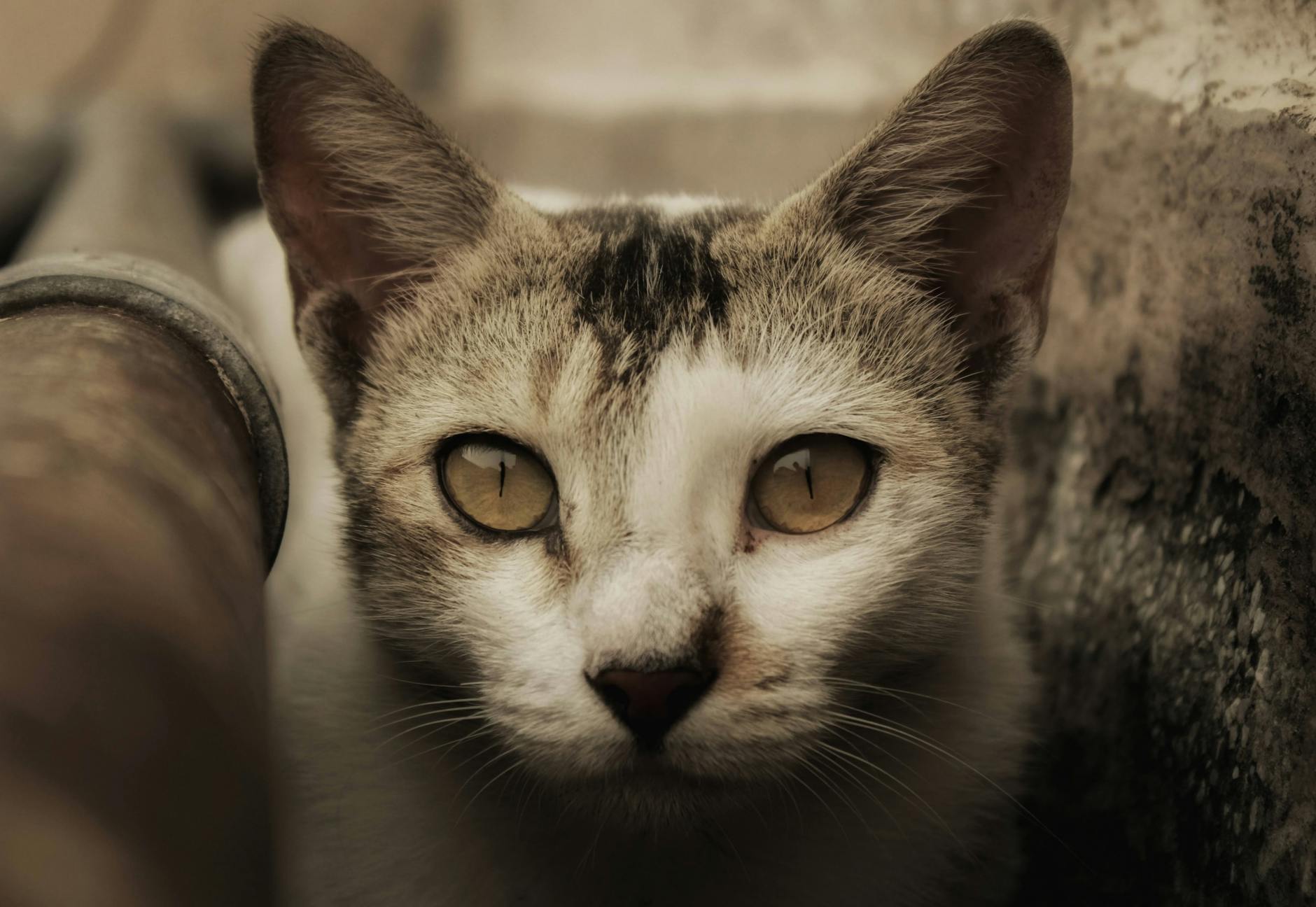 What Happens When Cats Eat Dog Food Instead of Cat Food?