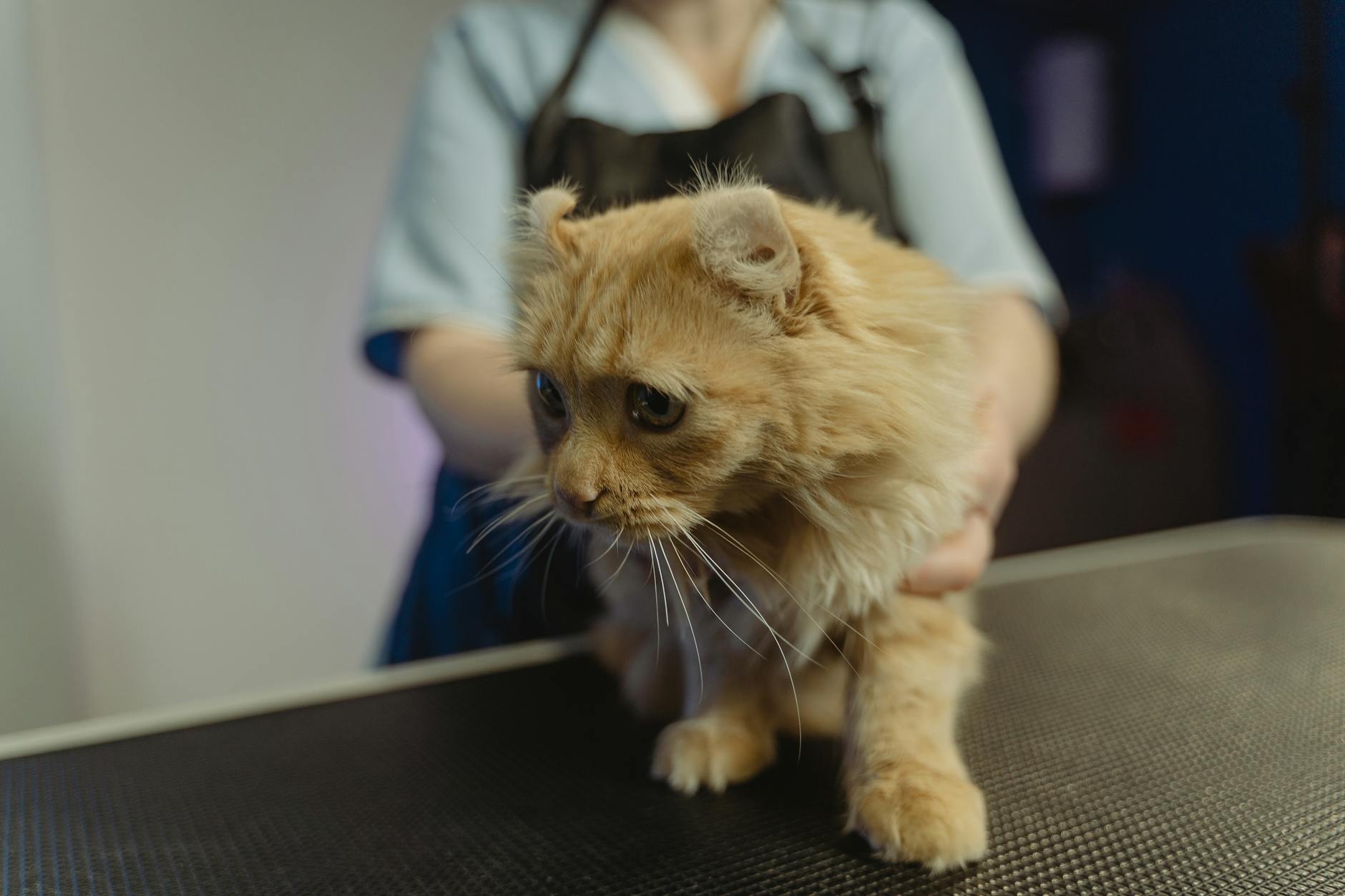 What Health Risks Does Regular Cheese Consumption Pose for Cats?