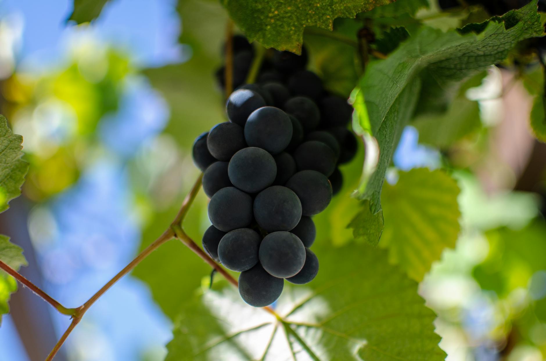 What to Do If Your Cat Eats a Grape