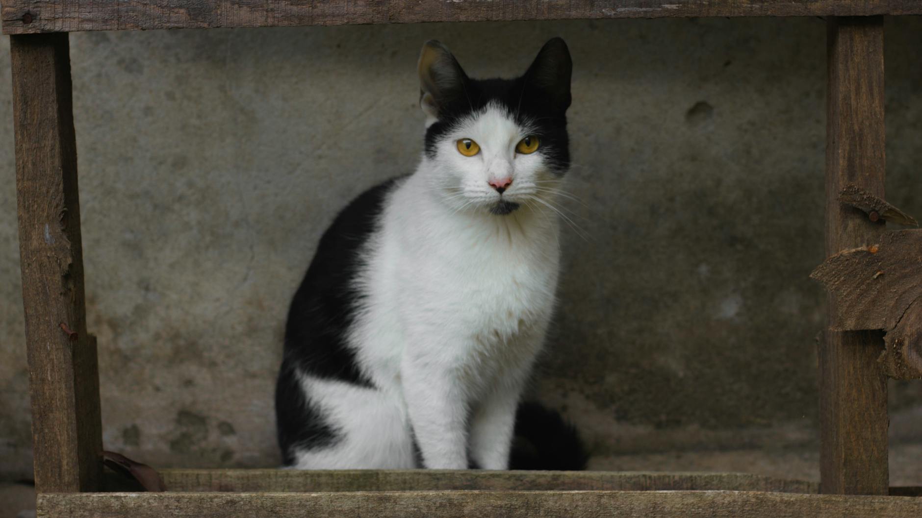 What to Do If Your Cat Has Already Eaten Ice Cream