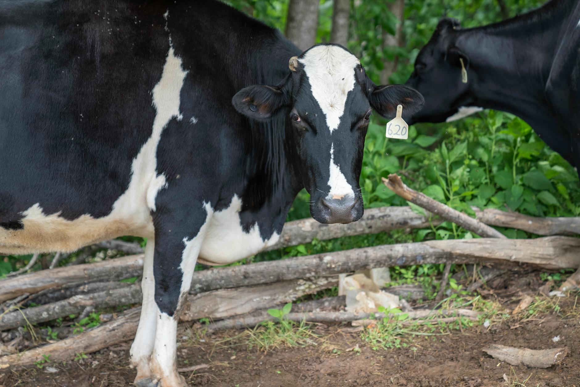 When Dairy Becomes Dangerous: Recognizing Serious Reactions