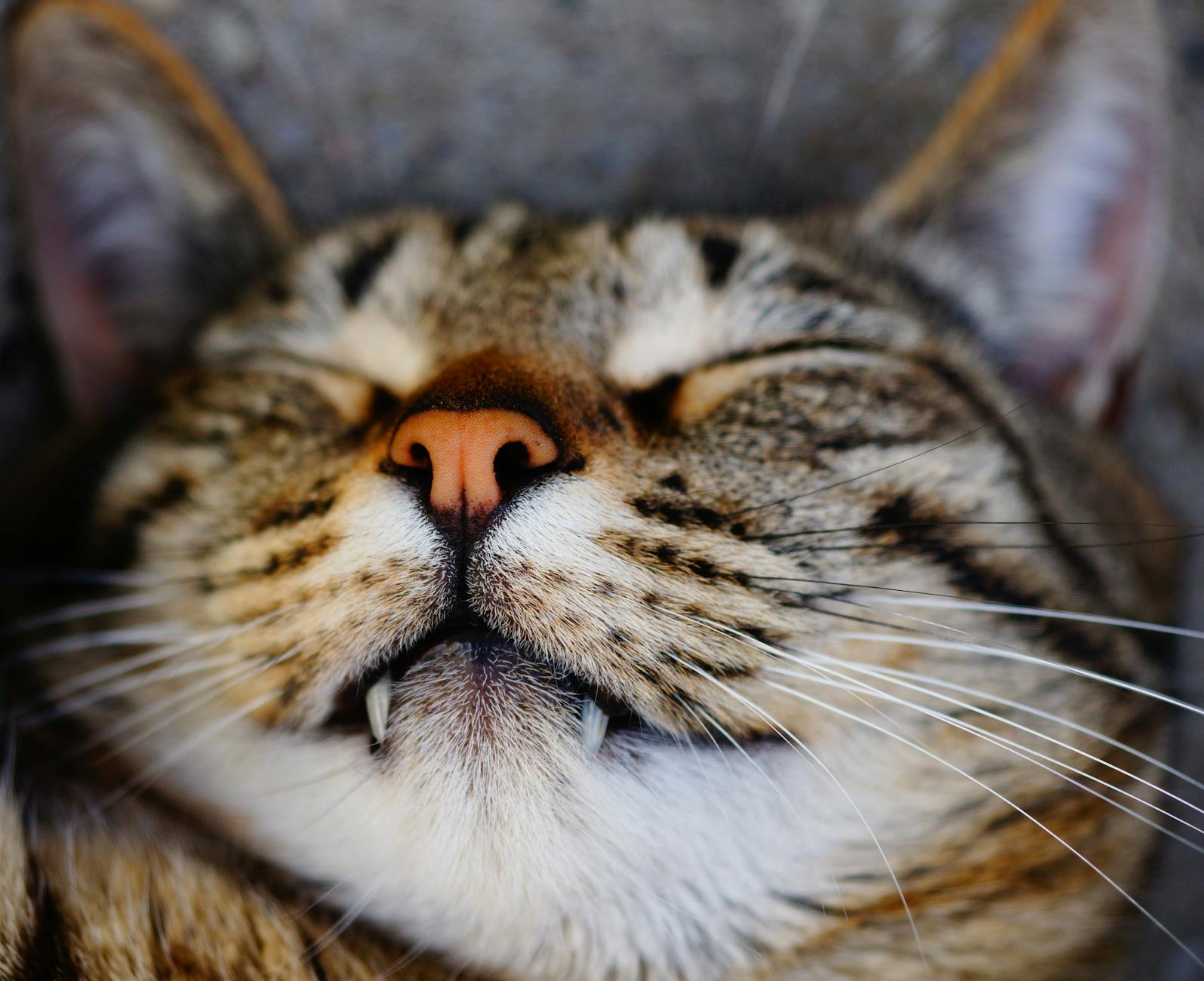 Why Do Cats Have Trouble Digesting Dairy Products Like Yogurt?