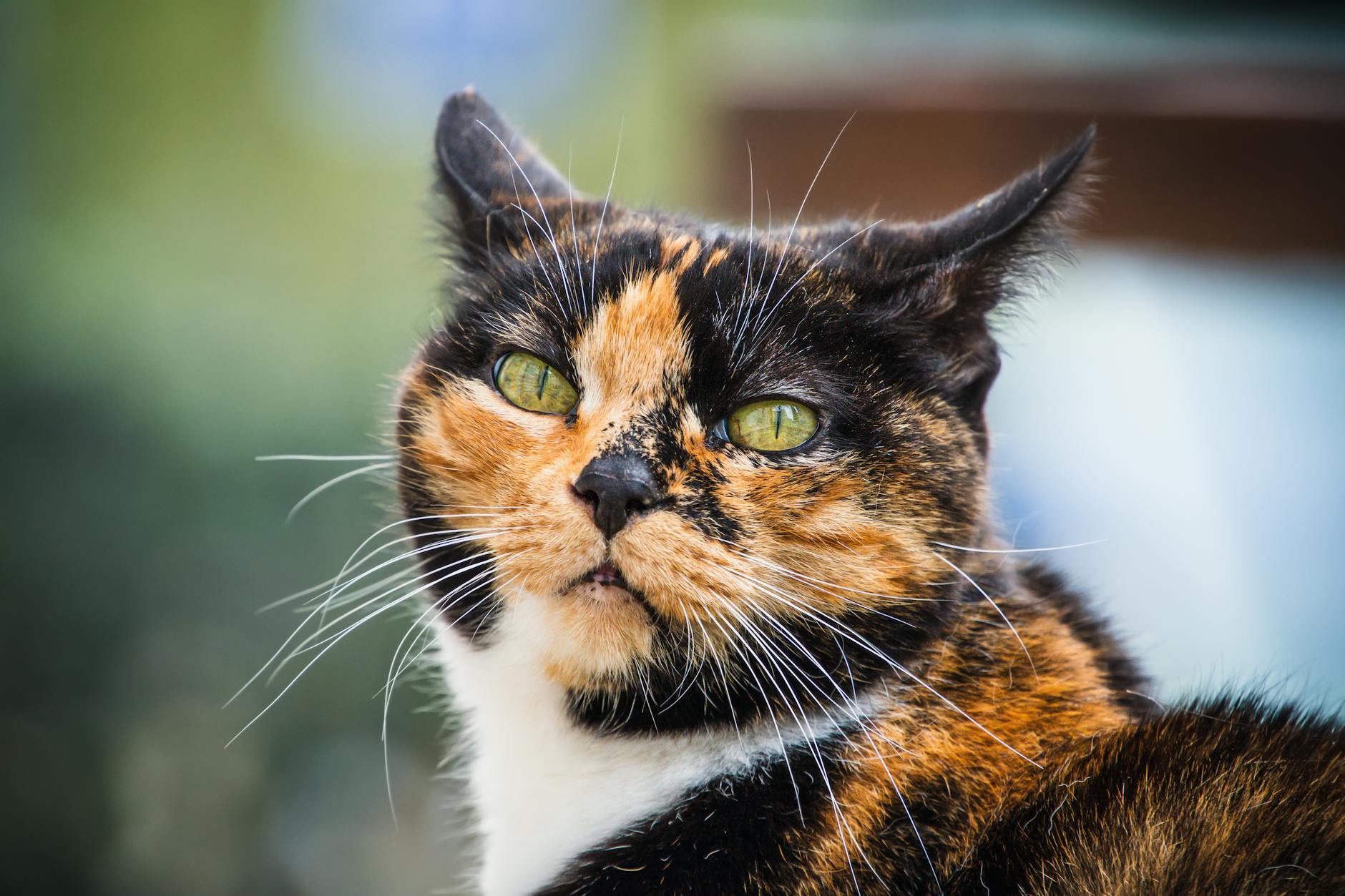 Why Do Cats Have Trouble Digesting Mozzarella Cheese?