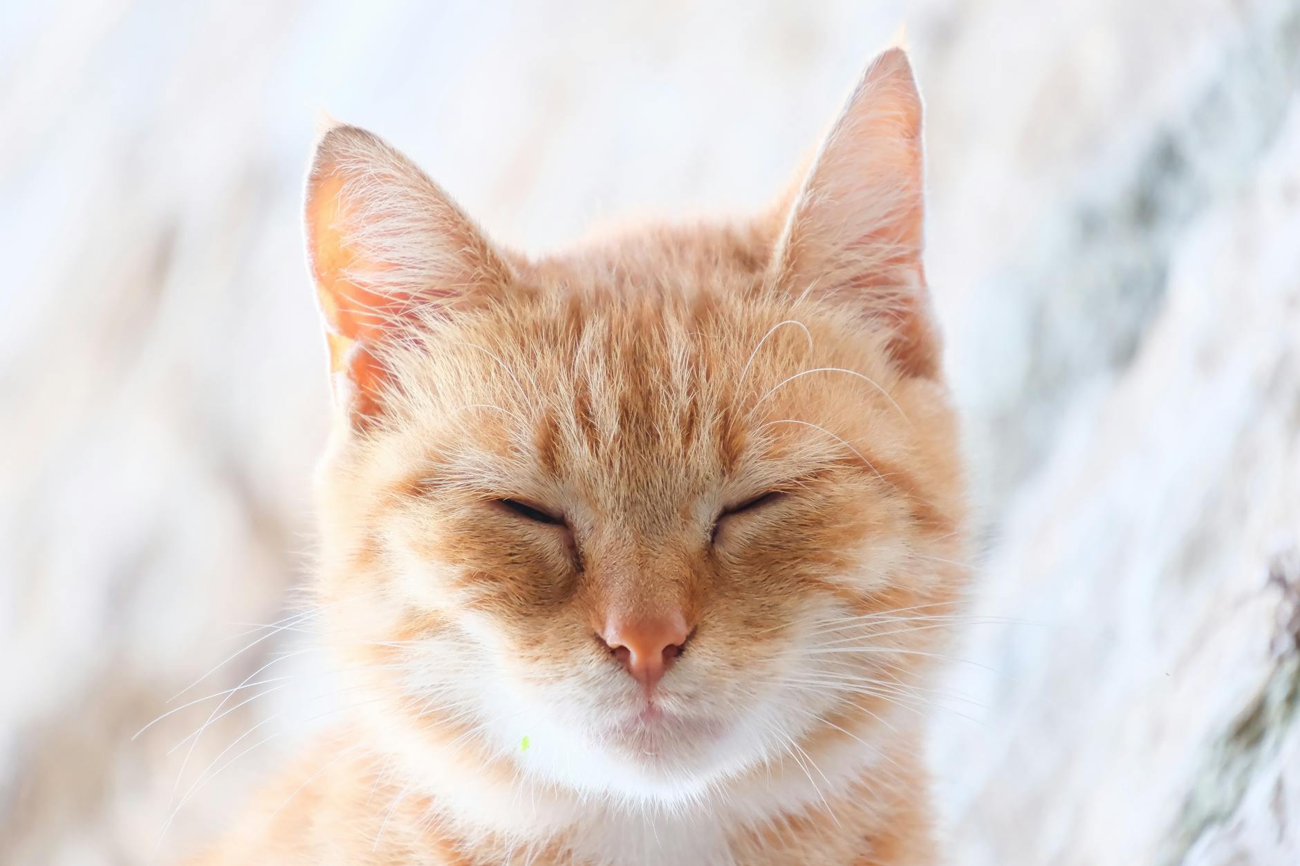 Why Do Cats Have Trouble Digesting Swiss Cheese and Other Dairy?
