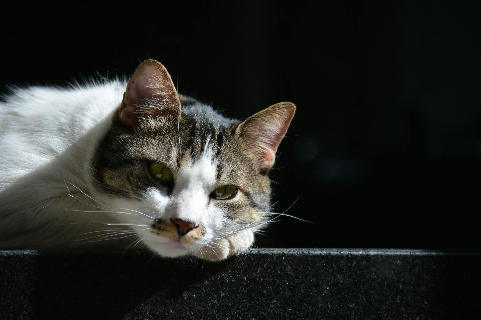 Why Do Cats Have Trouble Digesting Cheese and Dairy?