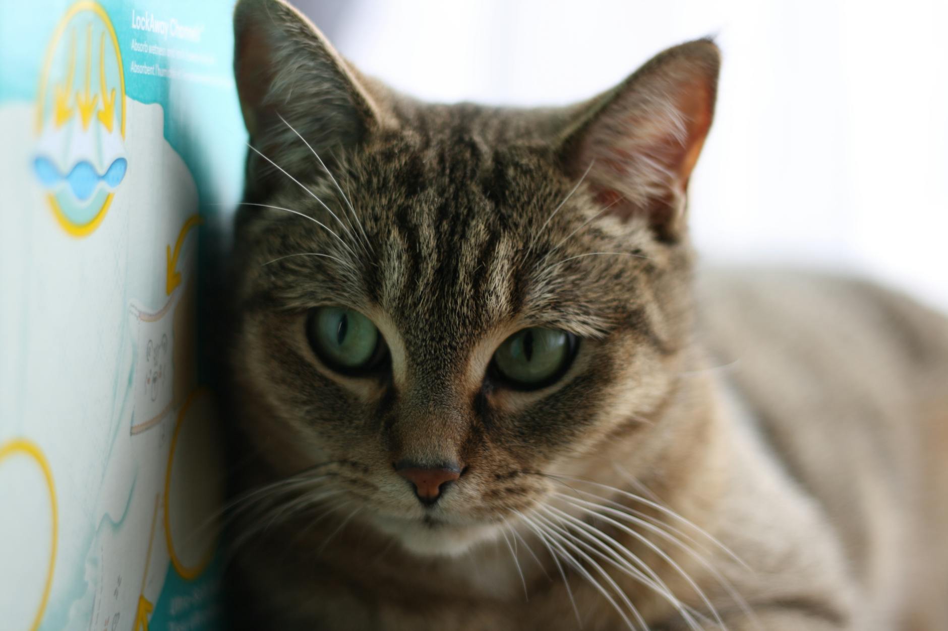 Why Do Cats Want Oat Milk in the First Place?