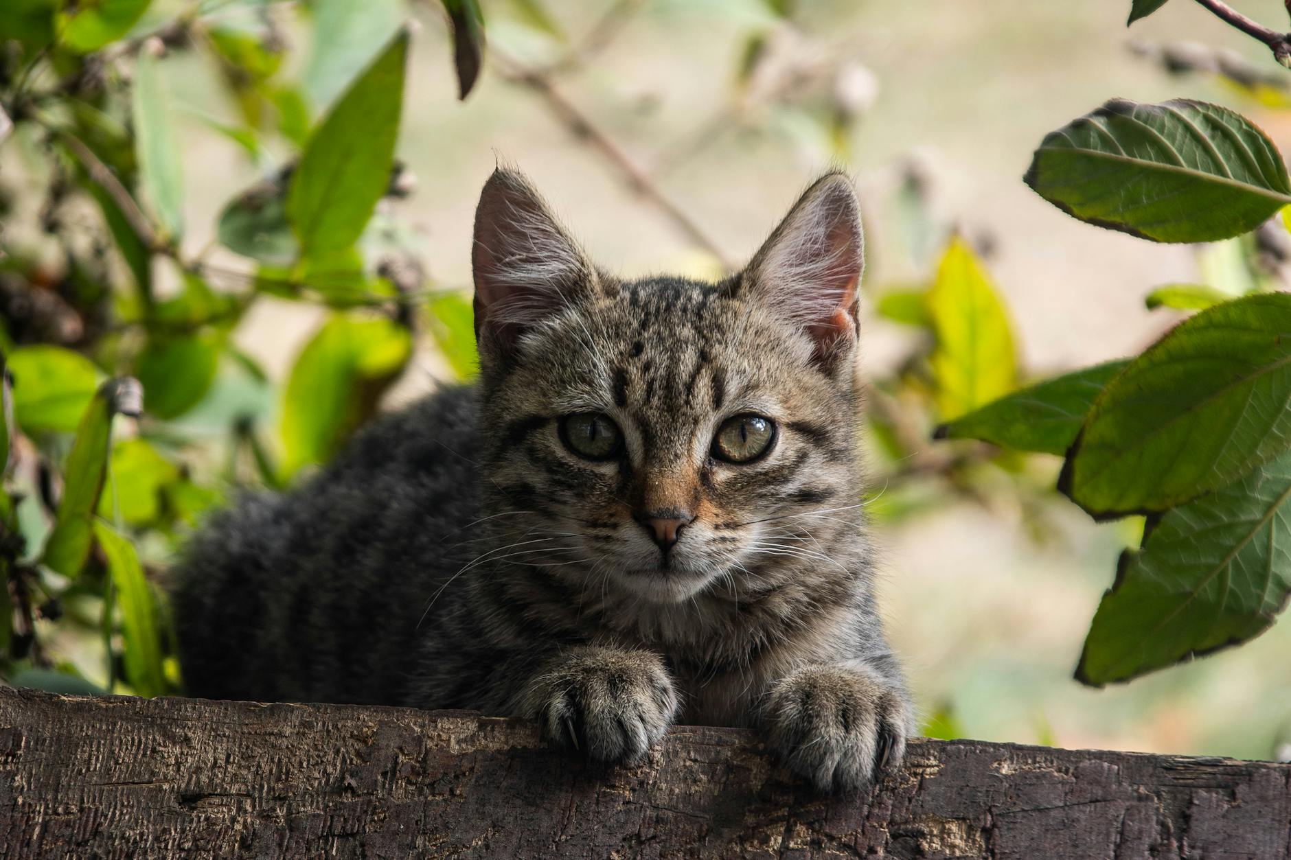 Why Do Cats Want to Drink Almond Milk in the First Place?