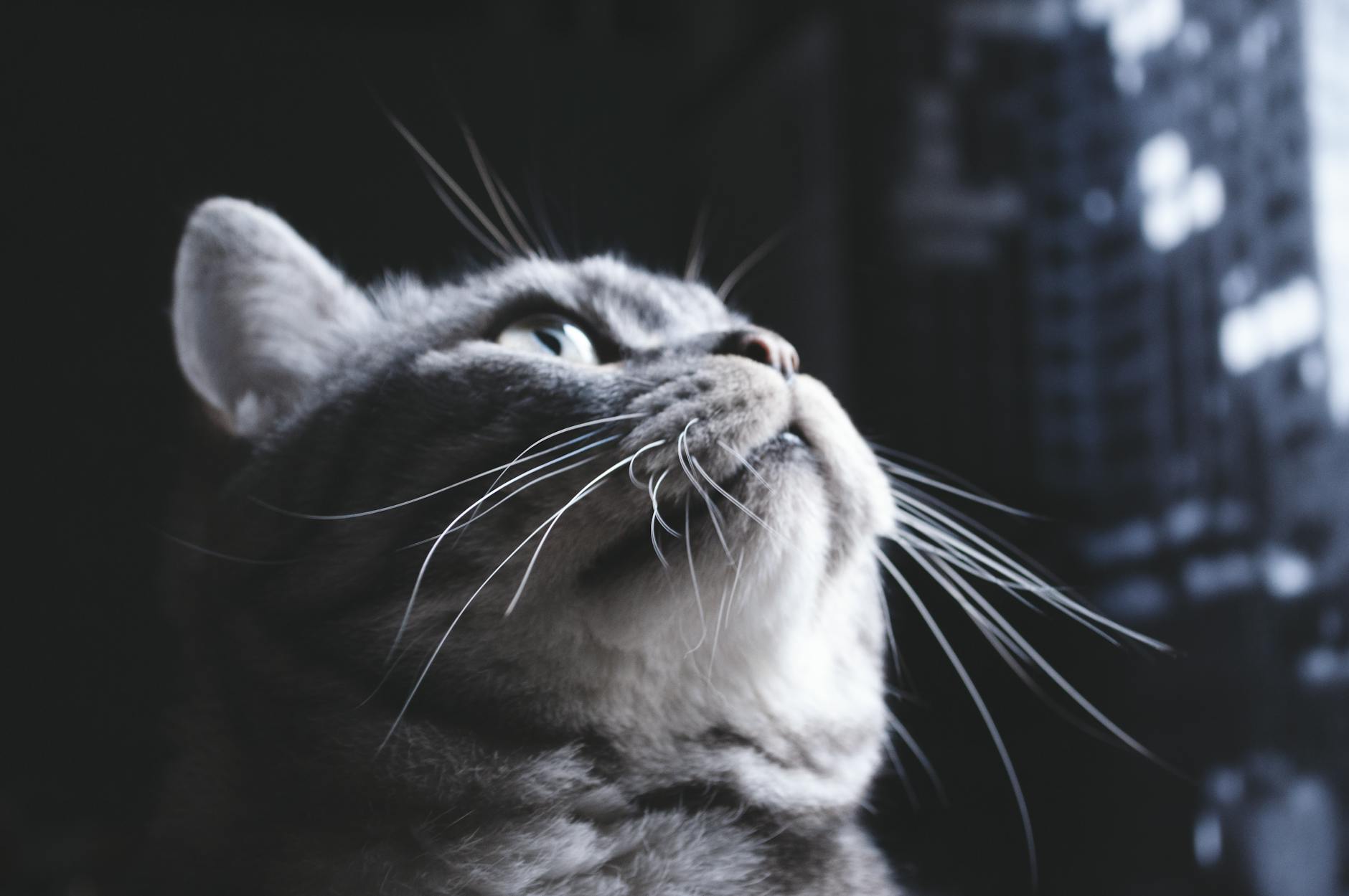 Why Do Cats Want to Eat Cheese in the First Place?