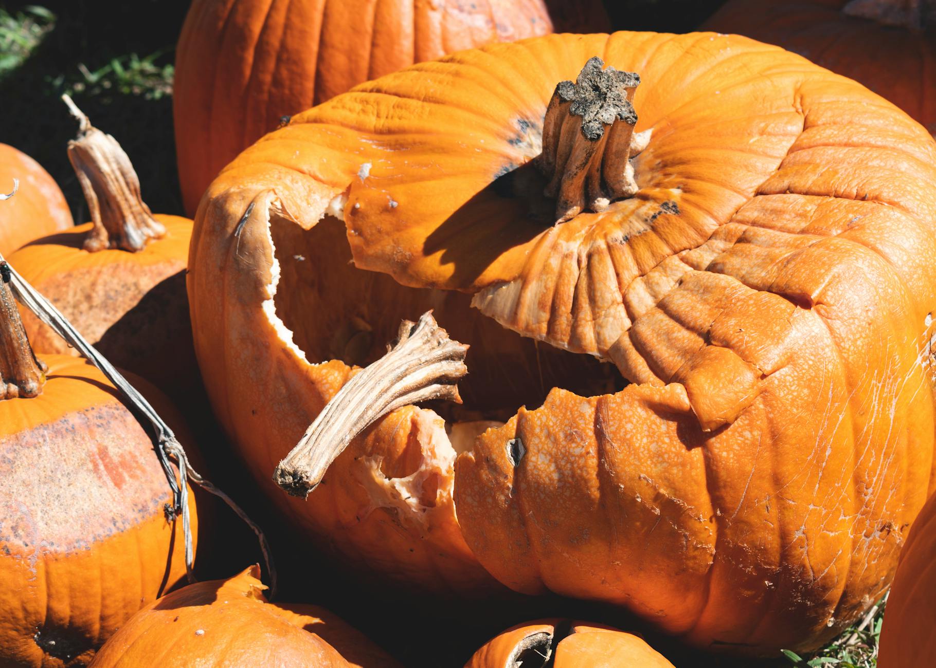 Why Is Pumpkin Considered Beneficial for Cats?